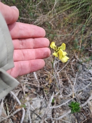 Moraea bellendenii