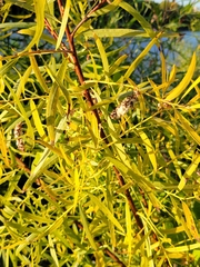 Salix eriocephala