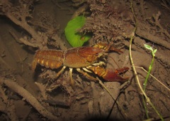 Austropotamobius pallipes