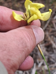 Moraea bellendenii
