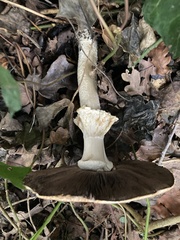 Agaricus hondensis