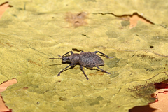 Otiorhynchus bisulcatus