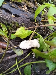 Crepidotus variabilis