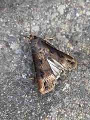 Agrotis ipsilon