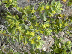 Tetragonia maritima