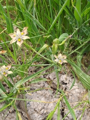 Moraea vegeta