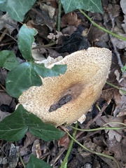 Agaricus hondensis