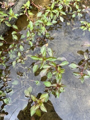 Ludwigia repens