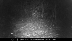 Philander opossum