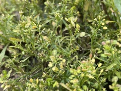 Lepidium virginicum