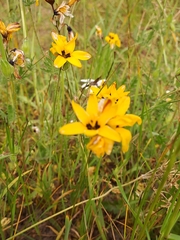 Ixia dubia