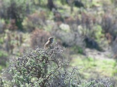 Ochetorhynchus phoenicurus