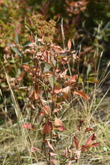 Spiraea betulifolia