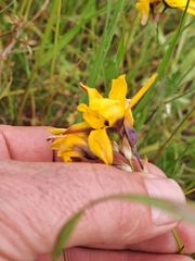 Ixia dubia