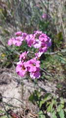 Nemesia strumosa