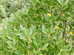Ilex glabra