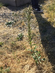 Oenothera curtiflora