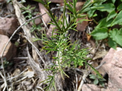 Sixalix atropurpurea