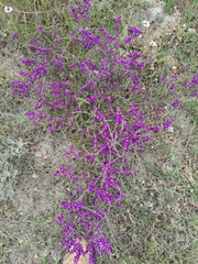 Muraltia macropetala