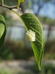 Anaea andria