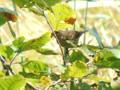 Haemorhous purpureus