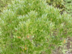 Ilex glabra