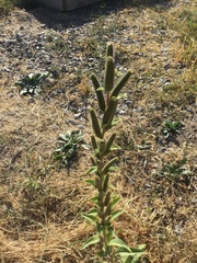Oenothera curtiflora