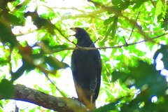 Buteogallus urubitinga