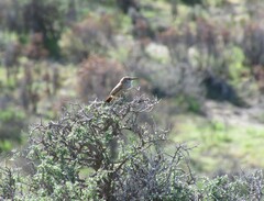 Ochetorhynchus phoenicurus