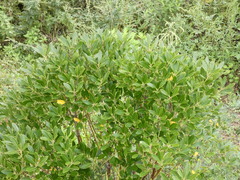 Ilex glabra