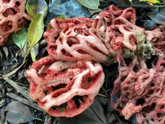 Clathrus ruber