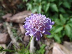 Sixalix atropurpurea