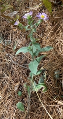 Aster amellus