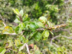 Schinus latifolia