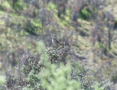 Ochetorhynchus phoenicurus