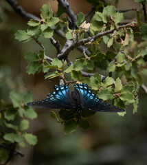 Limenitis arthemis arizonensis