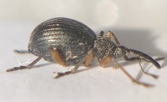 Apioninae