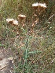 Cirsium serrulatum