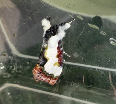 Eudryas unio