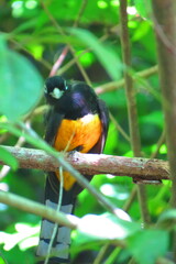 Trogon melanocephalus