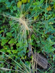 Hordeum jubatum