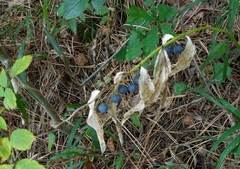 Polygonatum multiflorum
