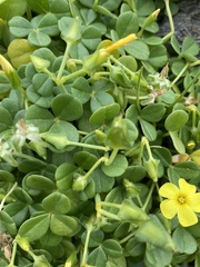 Oxalis megalorrhiza