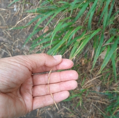 Brachypodium sylvaticum