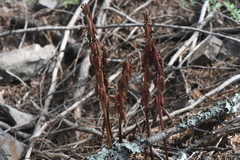 Corallorhiza