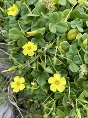 Oxalis megalorrhiza