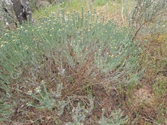 Oedera fruticosa