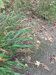 Brachypodium sylvaticum