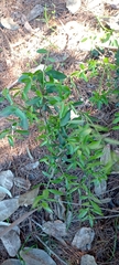 Maytenus boaria
