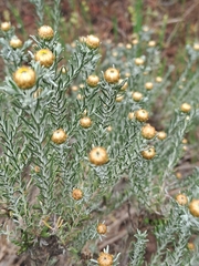 Oedera fruticosa